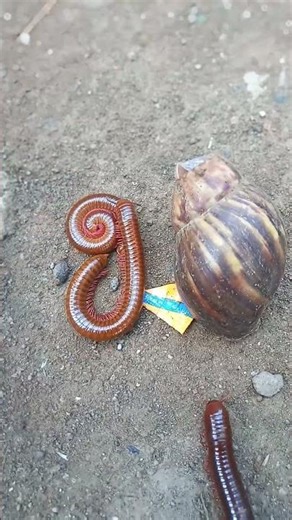Wait,,, The millipede come out #shorts #funny