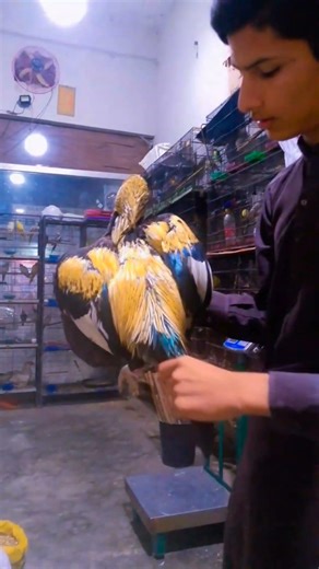 Java murga YouTube for you