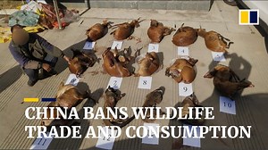 Opinion | A Chinese ban on animal cruelty can be an easy soft power win for Beijing