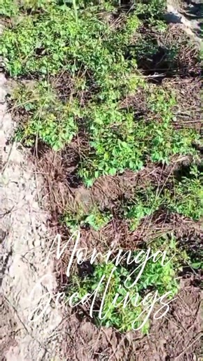 Moringa Seedlings #moringa #moringafarming #moringafarming #garden #gardening #nature