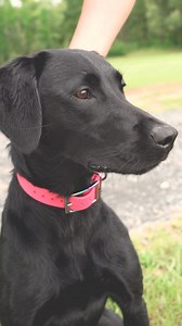 10K views · 58 reactions | Welcome to the Good Dog Spotlight,...