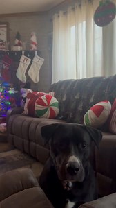 16 reactions | Because they are so fricking adorable! Went bought them Christmas cinnamon treats at petco those be all gone by Sunday lol bcuz girls will just spoil them lol! Going to miss these two~ gotta stop going in guest room where the suitcases are bcuz lil guy spazzing out浪. | Tess Sweet | Facebook