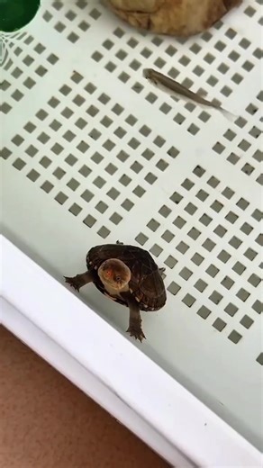 Noah (@noahpostulate)’s videos with original sound - Noah