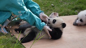 Flip the pandas over to let the sunshine shine on every side of the panda babies. #panda #baby #HiPanda #ChengduPandaBase #PandaFun #HowGiantPandasGrowUp #BestJobInTheWorld For more panda information, please check out: https://en.ipanda.com | iPanda