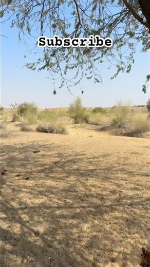 Rajasthan #travel #tranding #shorts #love #shorts #viral #nature #survival #new#live #rajasthan