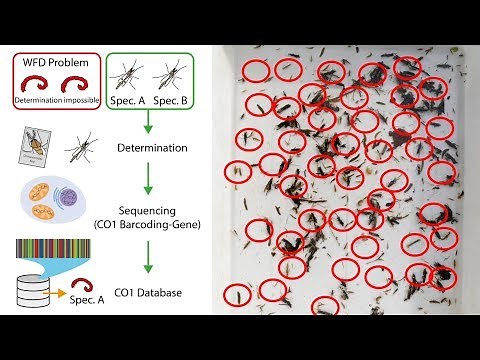 Assessment of Stream Health with DNA Metabarcoding
