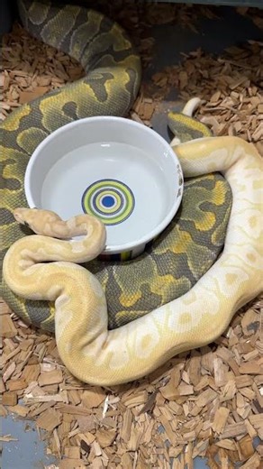 Solid lock for this pairing! #breeding #reptiles #pythons