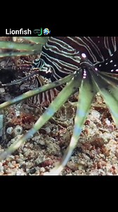 Beautiful baby lionfish 💕🤿 #lionfish#underwaterworld #scubadiving #marinelife #NatureWonders #reelsfacebook #reelsfypシ | Scuba Diving
