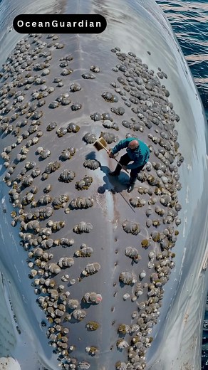 Fisherman Rescues Whale by Removing Painful Barnacles