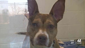 KCMO animal services faces uncertain future amid renewed calls for change