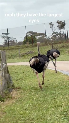 incredible facts about ostrich #kidseducation #funfacts