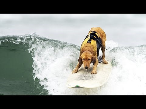 SURFING DOGS ★ Word's Best Surfer Dogs (HD) [Funny Pets]