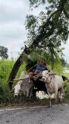 Bullock Cart Carrying Fresh Jute #farming #agriculture #nature #rurallife #shorts