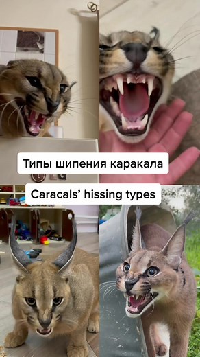 caracalishche (@caracalishche) - Understanding Caracals' Hissing Behavior: Types and Meanings