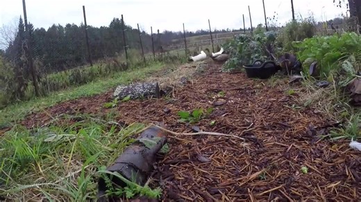 Ducks: The Best Pest Control for Gardens