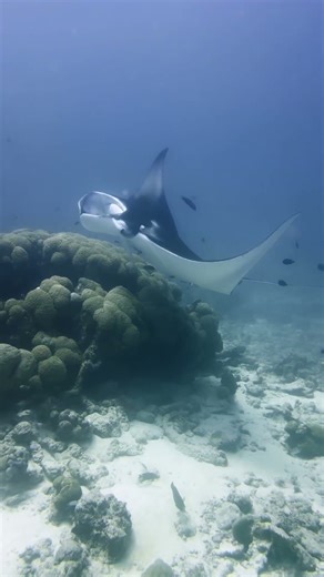 Spotkanie z mantą czyli jeden z piękniejszych momentów pod wodą jakie możesz przeżyć.