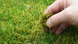 I'm a gardening guru - four cheap & simple ways to remove moss from your lawn