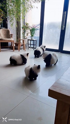 Dog Lovers Club on Instagram: "I want a PandaDog 殺"
