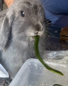 96K views · 1.6K reactions | This tiny bunny has the most adorable chewing noise ❤️ | FOODbible | Facebook