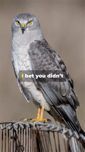 3.9K reactions · 250 shares | Northern Harrier! | Fairly Odd Facts | Facebook