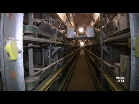 Elevage français de poules pondeuses - février 2012 - A