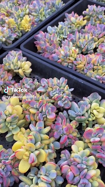 Plant heaven. 😍😍😍 #cotyledon #cotyledonorbiculatavariegata #succulents #plant #variegatedplants #variegated #raresucculents