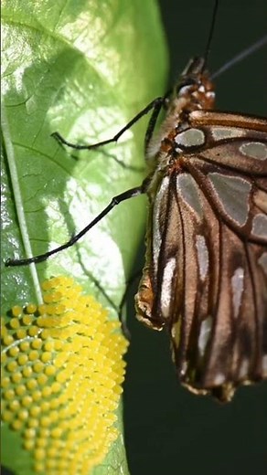 HOW BUTTERFLY LAY EGGS ON THE UNDERNEATH OF THE LEAVES | SO BEAUTIFUL YELLOW COLOR #shorts