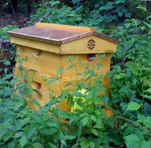 Discovering The Benefits of Beekeeping