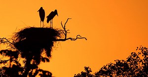 Pantanal: quando ir, como chegar, hotéis, passeios e mais