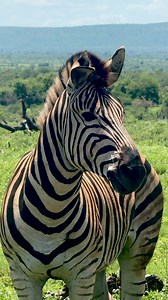 1.3M views · 19K reactions | Gorgeous Zebra Stallion 煉 #wildlife #zebra #animals | Wildest Kruger Sightings | Facebook