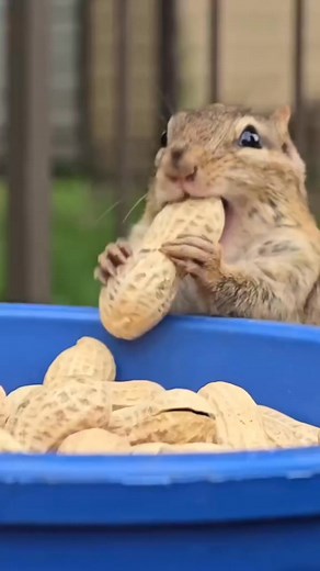 Cutie!! #chipmunks #nature #animals | Squirrel Lover
