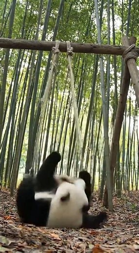 Too far back! 🐼 #panda #pandas