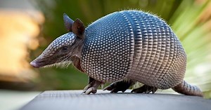 What Attracts Armadillos To Your Yard?