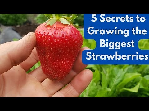 5 Secrets to Growing the Biggest Strawberries