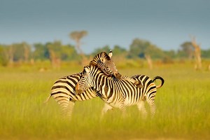 Botswana Safari: The Planning Guide for Beginners - Africa Freak