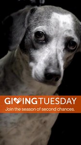 56K views · 57 reactions | This GivingTuesday, will you give an animal in need a second chance? Your lifesaving gift of $50 can help neglected animals feel safe and loved for the first time. Give now 李 | ASPCA | Facebook