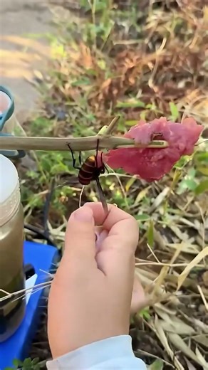 #wasp #bee #killerhive #outdoors #honeybee #nature