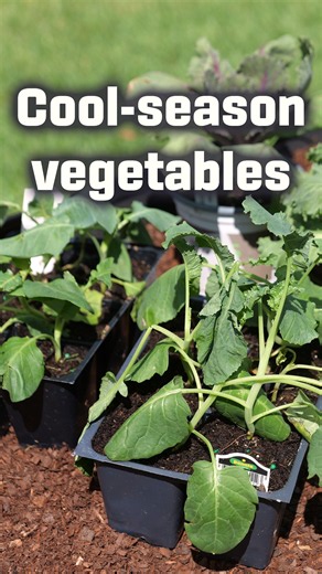 Cool-season veggies for fall gardens | Get It Growing #garden #gardening #homegarden
