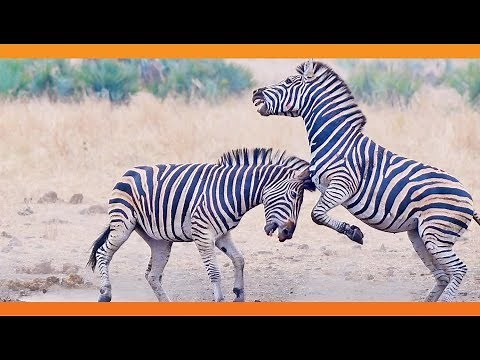 Zebras Fighting