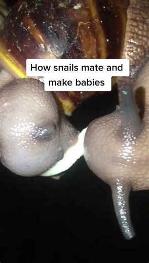 How Snails Mate and Make Babies