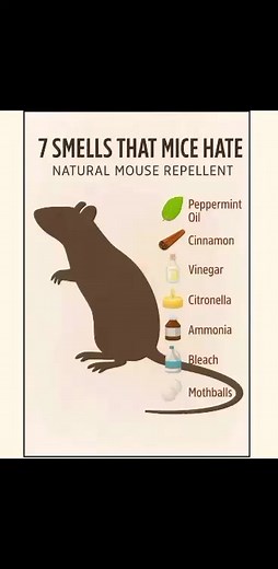 Want to keep mice away naturally? � Here are 7 smells they can’t stand — easy, safe, and effective natural repellents: Peppermint oil, cinnamon, vinegar, citronella, ammonia, bleach, and mothballs. Use these scents in small amounts around entry points or problem areas. | Cleaning tips and recipes