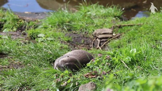 Sometimes there's nothing more amusing than your own little otter paws 🦦💛 | Edinburgh Zoo