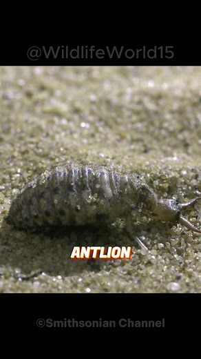 Antlion: Nature's Cunning Sand Predator