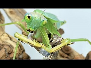 Shield Mantis vs chinese Mantis,Battle between Praying mantis 圆盾螳螂vs大刀螳螂