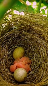 #Mommy bird protecting her new born chicks | Review Birds News