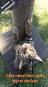 So easy to teach them "where" to scratch. For informative trick and behaviour-fixing tutorials, head to my Patreon page: https://www.patreon.com/catmantoo | CATMANTOO