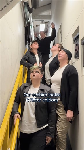 Murres and puffins, our winter seabird fashionistas! ❄️ Tufted puffins are called “parrots of the sea” for their famously flashy breeding season colors. But when there’s no pressure to show off for potential mates, they dress down for winter in more understated black feathers. 🖤 So how do you tell the difference between our murres and puffins this time of year? Our aviculturists are showing, not telling, with these scientifically sharp and seasonally-specific seabird styles! Our seabirds' socia