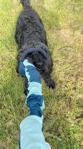 My Cockapoo Showing Me His Strength!