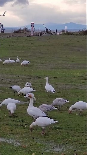 SNOW GEESE eat GRASS the typical diet in Winter