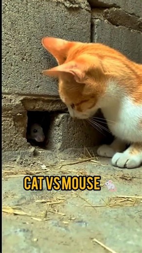 The Cat’s Shocking Trap… Will the Mouse Survive? 😱🐭#shorts #cat#comedyvideo #funny